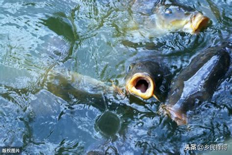 混養魚種